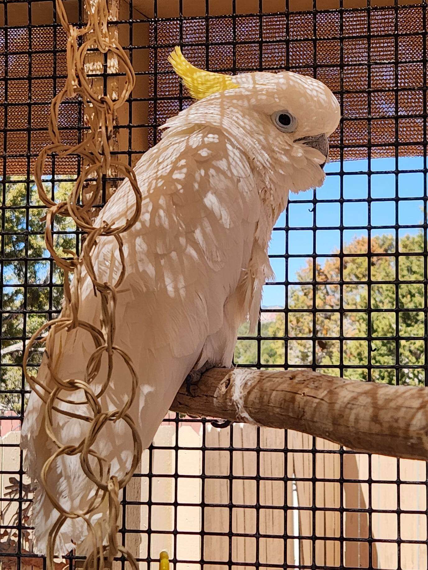 dancing parrot