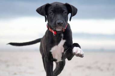 puppy walking on beach