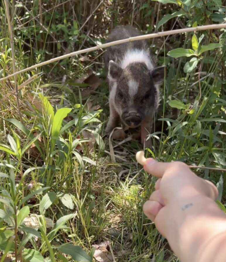 pig walking toward hand 