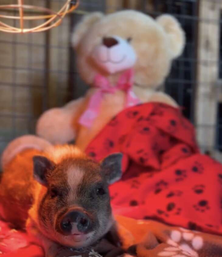 pig with teddy bear