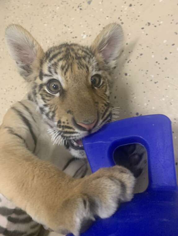 tiger playing with toy