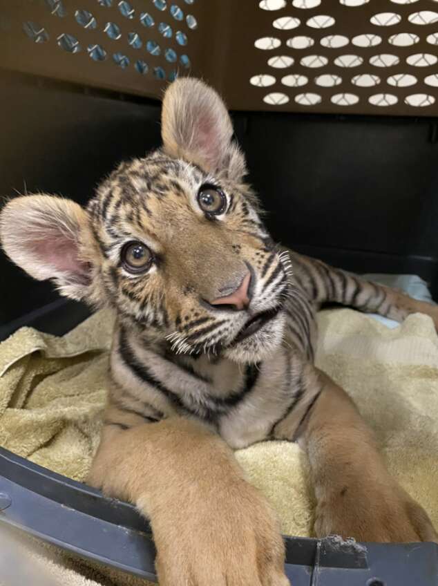 tiger in crate