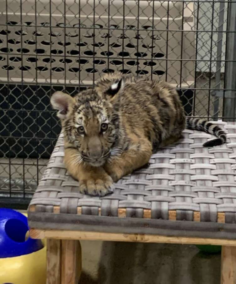 tiger playing