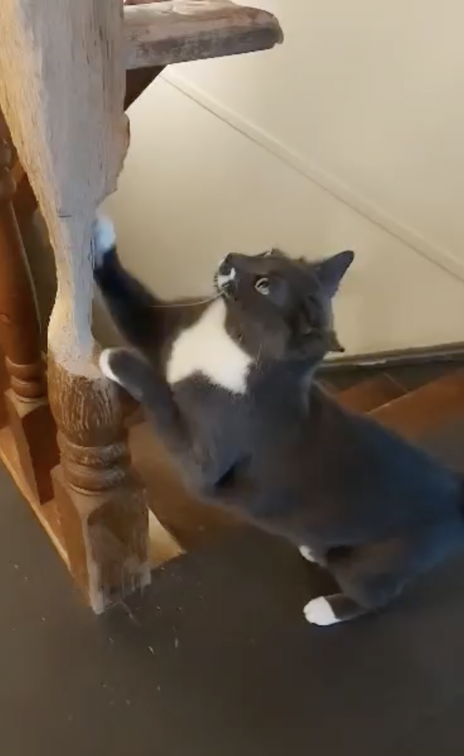 Cat Dedicates His Life To Turning Wooden Banister Into A Work Of 'Art' The Dodo
