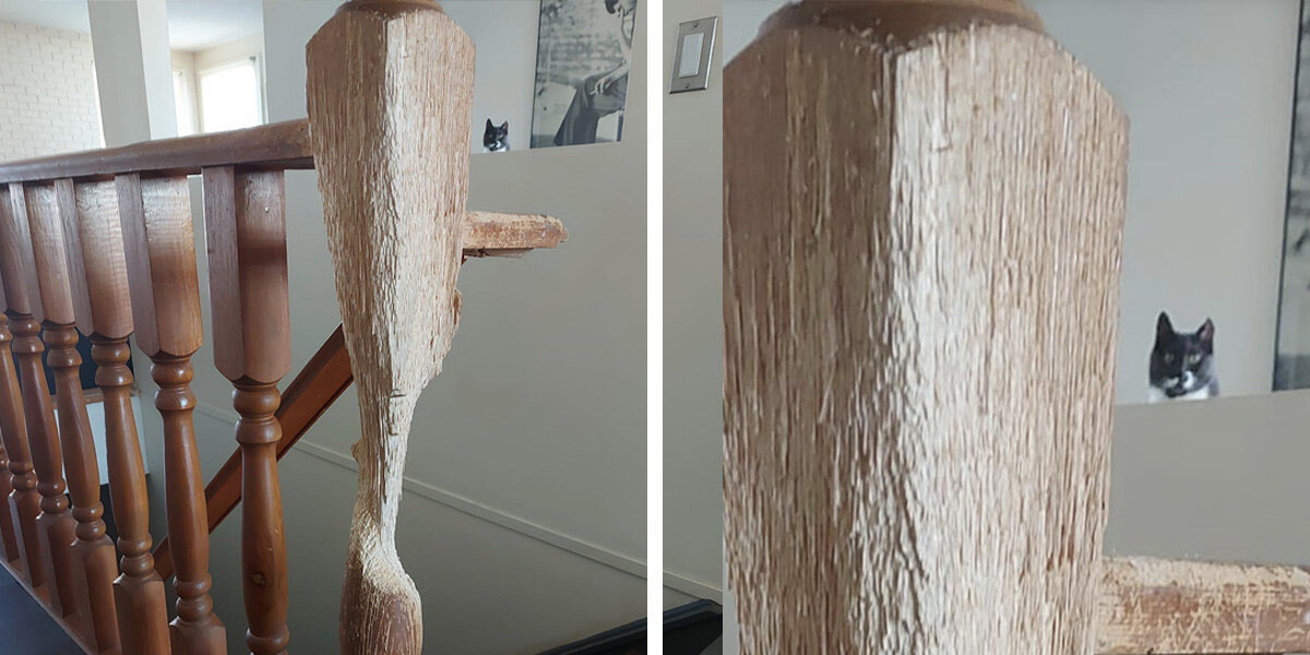 Stop cat scratching sales stairs