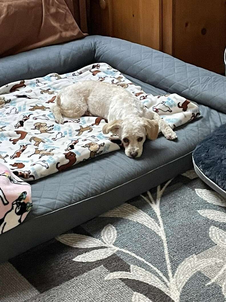 Homeless Dog Knocks On Every Door In Neighborhood Looking For A Forever Family