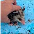 Woman Rushes To Rescue Someone Tiny and Cold Stuck At Bottom Of Empty Pool