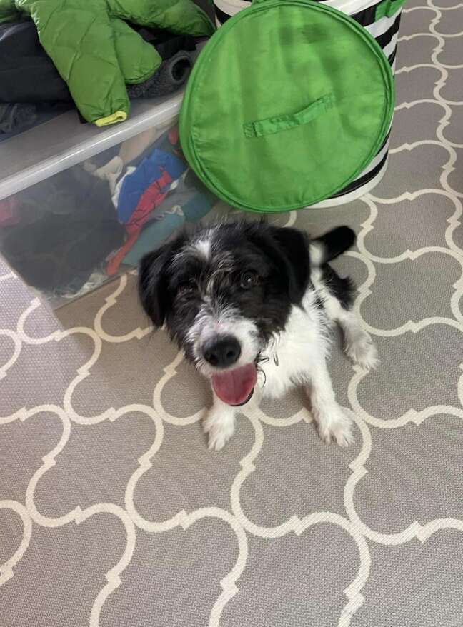 Stray Puppy Won’t Let Anyone Near Him Until He Meets The Sweetest