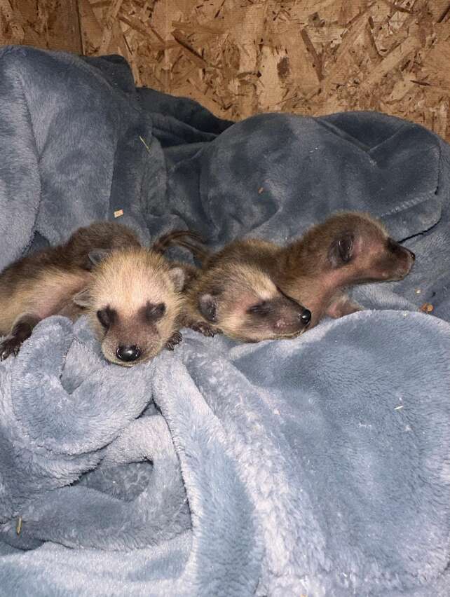three baby raccoons