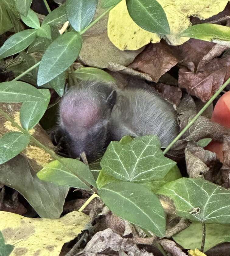 baby raccoon