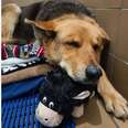 Grieving Stray Dog Refuses To Let Go Of Her Favorite Stuffed Toy