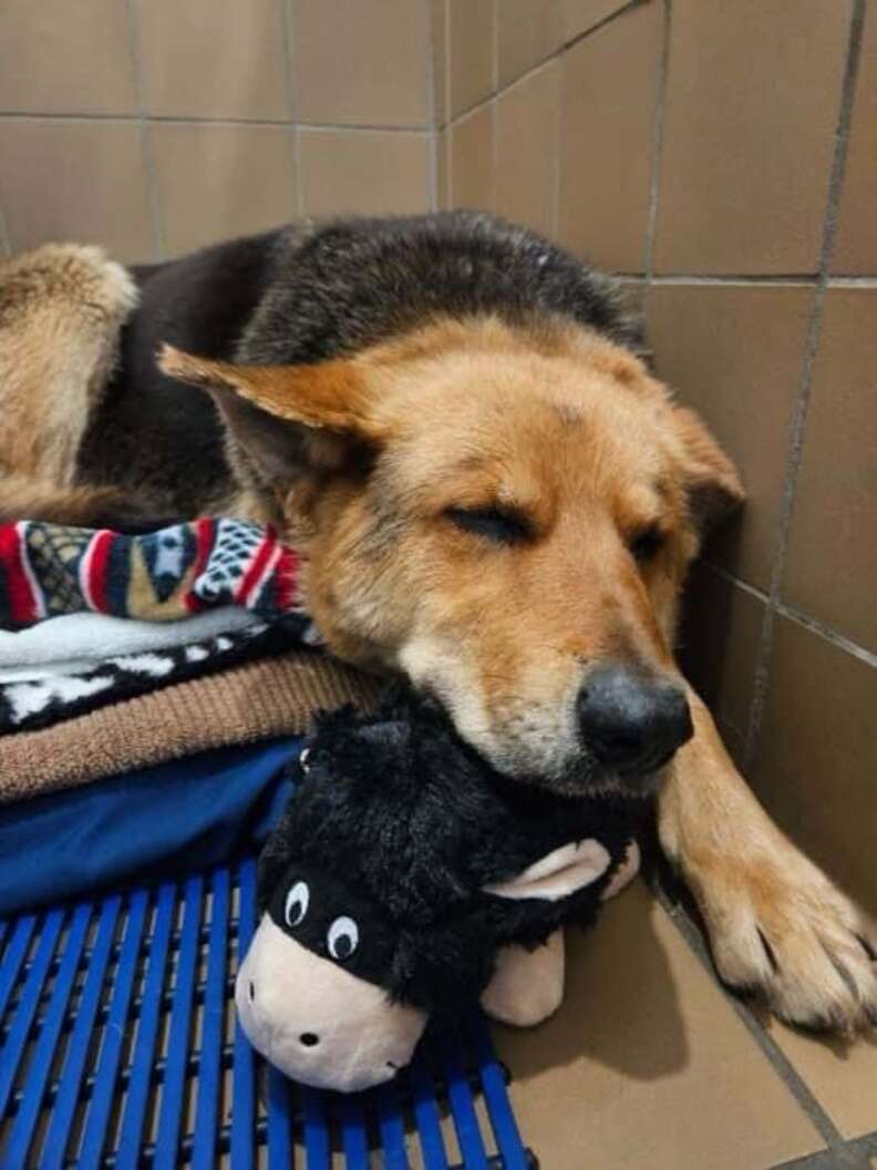 Dog playing shop with stuffed animal