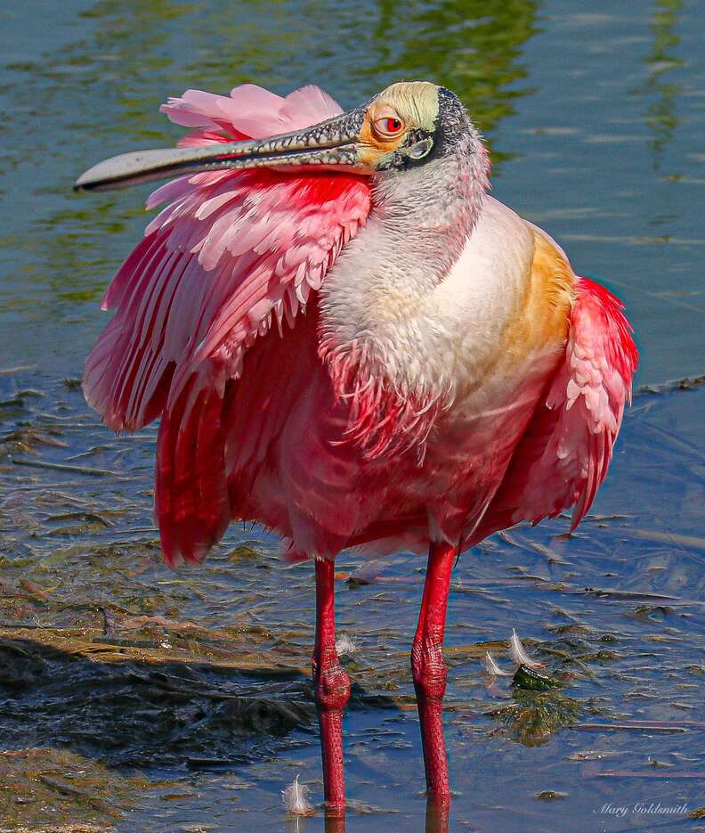 roseate spoonbill