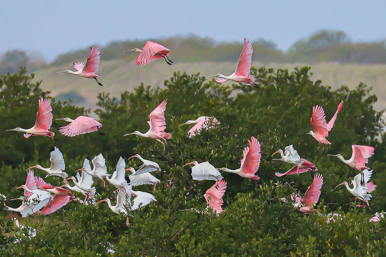 Have you seen a giant pink bird? Audubon Florida is holding a