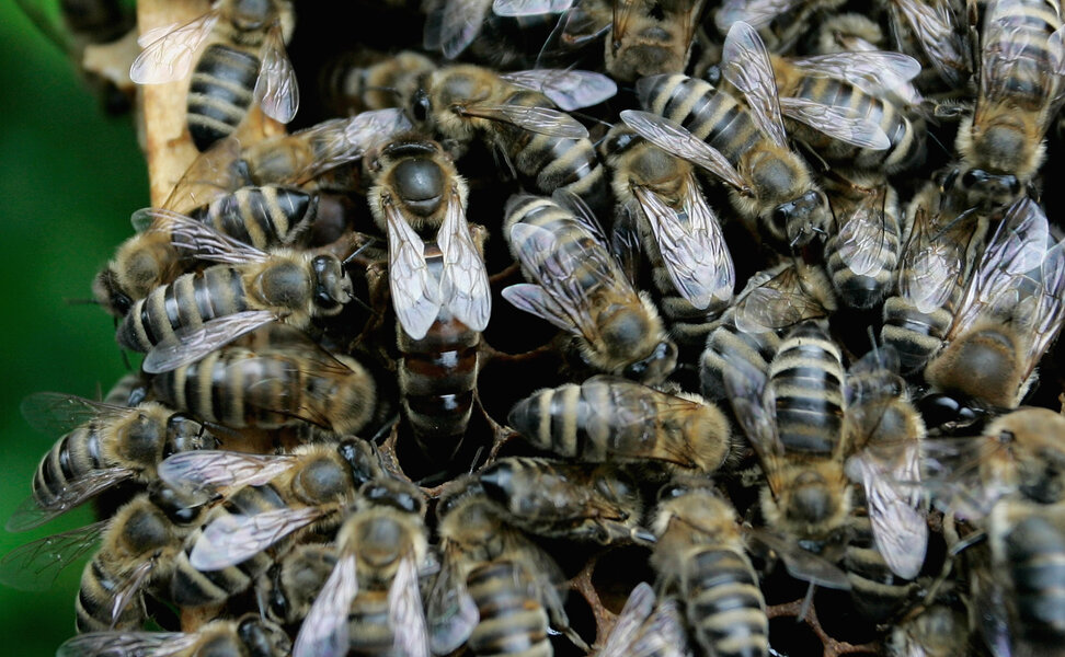 Flight Delayed Several Hours By A Swarm Of Bees On The Wing - Thrillist