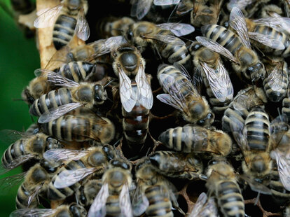 Honeybees gather on a honeycomb, in close up