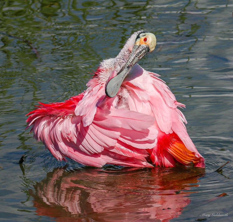 roseate spoonbill