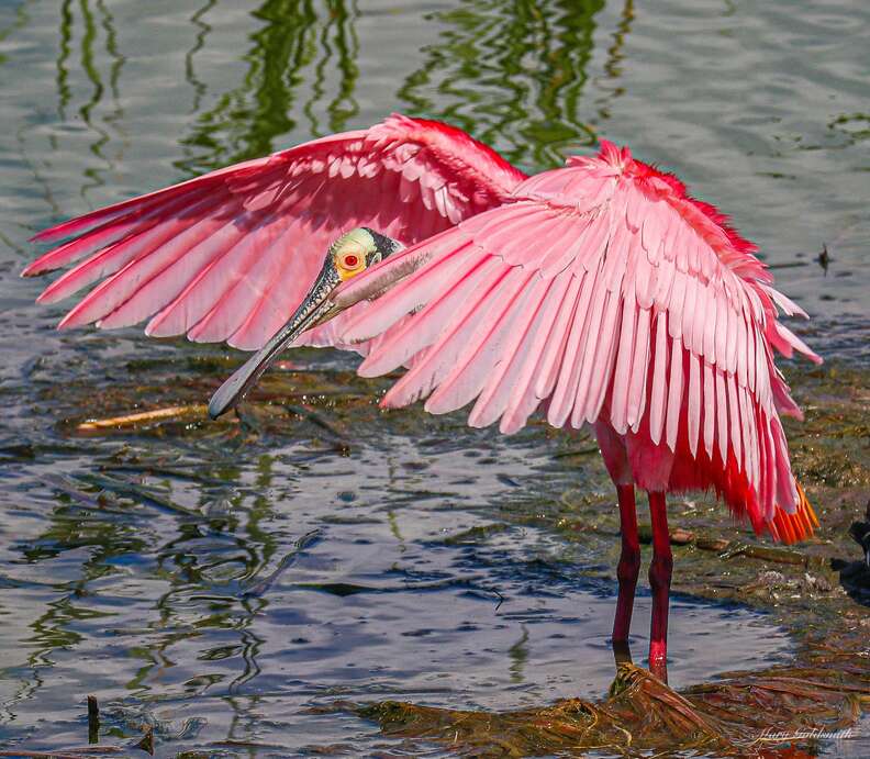 roseate spoonbill