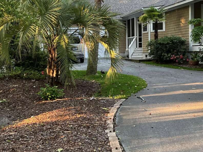 squirrel in yard
