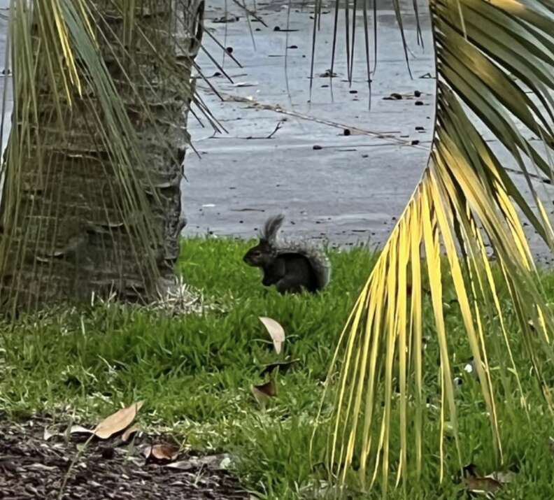squirrel under tree 