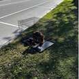 Sweet Dog Waits In Cage Near The Road, Hoping Someone Will See Her