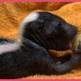 Baby Skunks Act Just Like Little Puppies