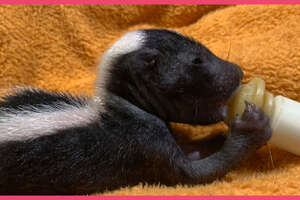 Baby Skunks Act Just Like Little Puppies