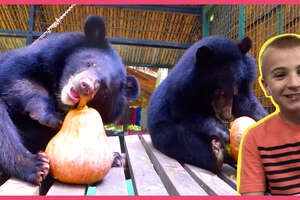 Heroes Help Save Baby Bears And Give Them Pumpkins To Eat