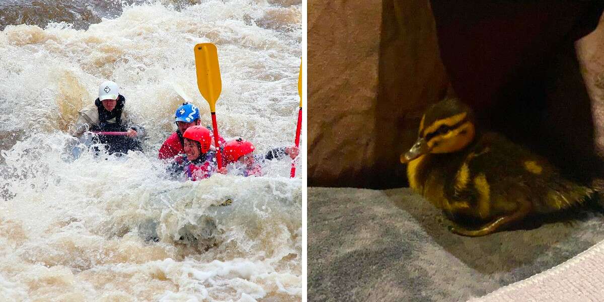 Rafting Guide Battles Rushing Rapids To Save Drowning Duckling - The Dodo