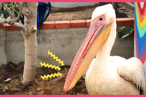 Pelican Is The Queen Of This Rescuer's Backyard
