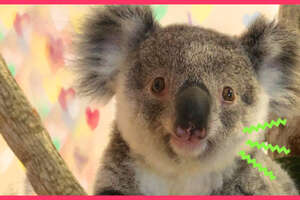 Tiny Brave Koala Is Ready To Go Home