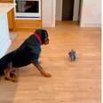 Rottweiler Has The Most Surprising Reaction To Meeting A Tiny Puppy