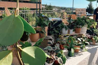 University Hills Farmers Market