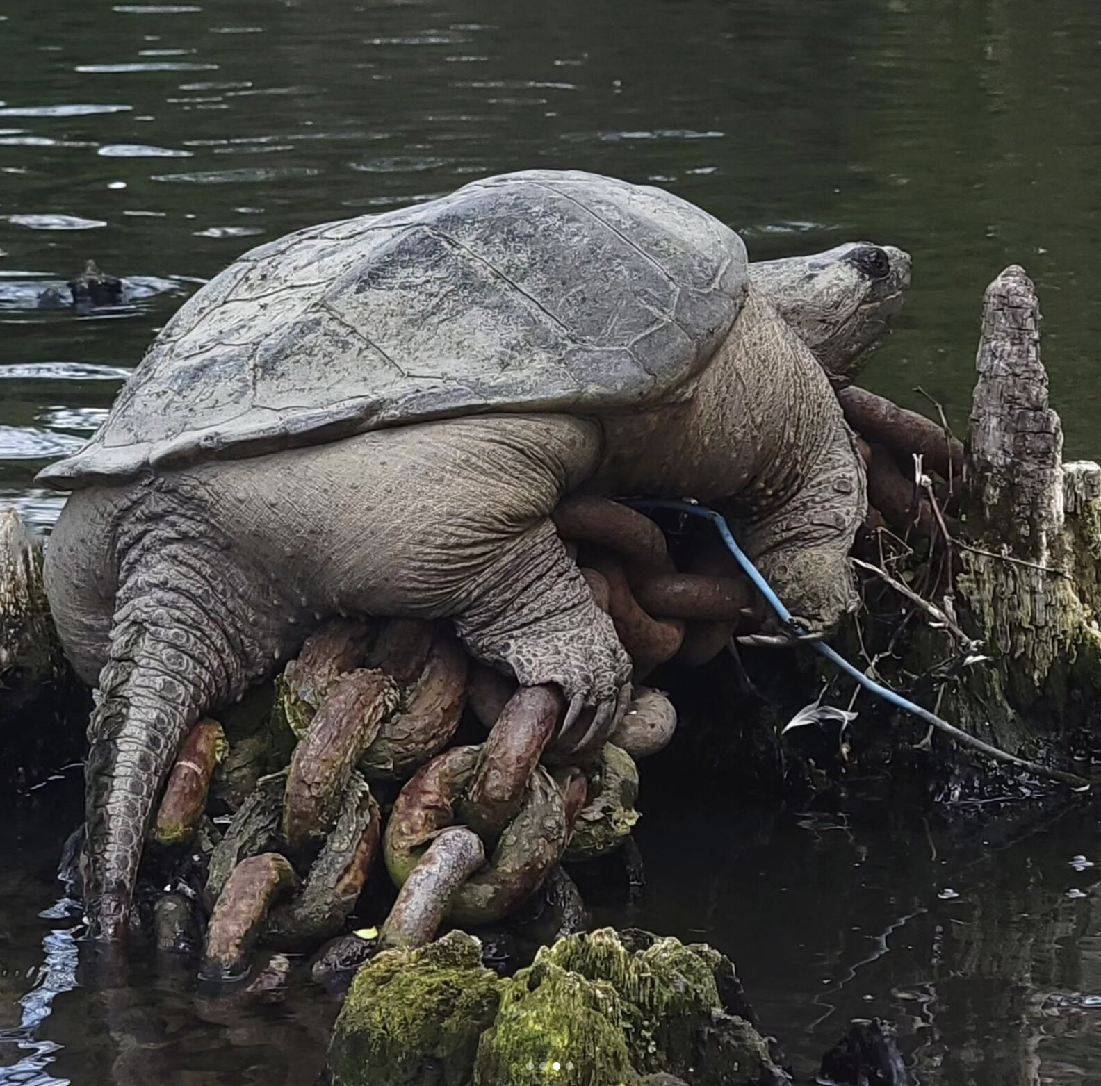 Guys Spot A Super Chunky Snapping Turtle Sunning His Rump At The River ...