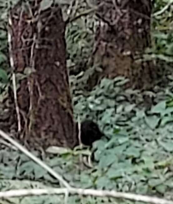 bear at base of tree