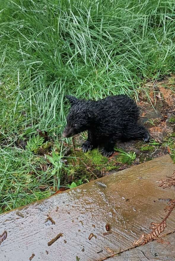 wet bear cub