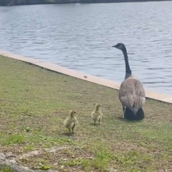 two goslings and goose