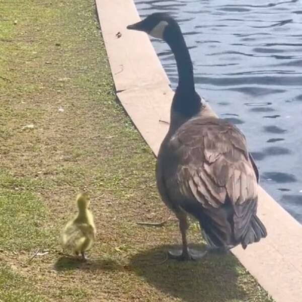 Woman Watches In Awe As Mother Goose Welcomes Orphaned Babies Into Her ...