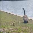 Woman Watches In Awe As Mother Goose Welcomes Orphaned Babies Into Her Family