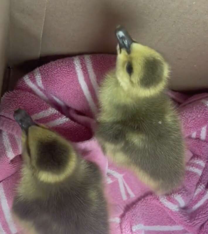 goslings in box