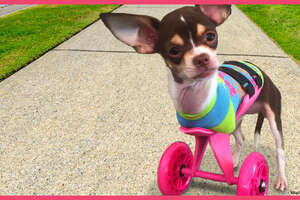 Little Dog With No Front Legs Gets The Tiniest Set of Wheels