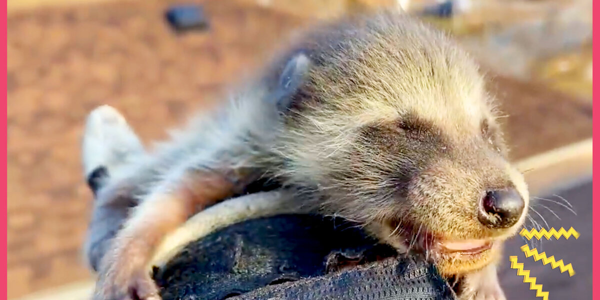 Cutest Baby Raccoons Need A Super Sneaky Rescue - Videos - The Dodo