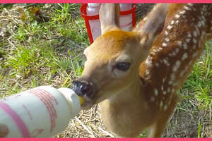 Lost Baby Deer Asks People To Rescue Her