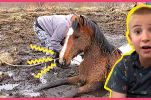 Trapped! Friends Save A Wild Horse Stuck In Mud