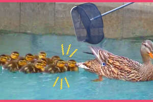 Rescuer Won't Leave Littlest Duckling Behind