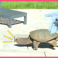 Snapping Turtle Sneaks Into Family's Backyard And Doesn't Want To Leave