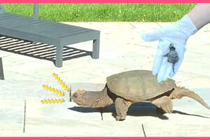 Snapping Turtle Sneaks Into Family's Backyard And Doesn't Want To Leave