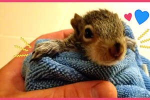 Tiniest Baby Squirrel Moves Into His Hero's Yard