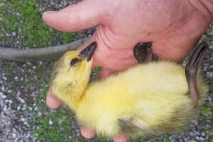 Rescuer Shows Little Goose How To Fly By Flapping His Arms!