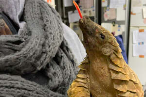 Scaly Baby Pangolin LOVES Piggyback Rides!